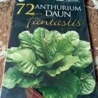 72 Anthurium Daun Fantastis